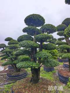 80公分造型小叶女贞