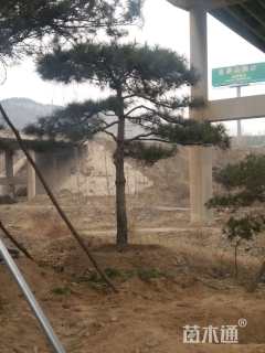 10公分造型油松