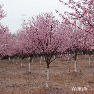 12公分红叶碧桃