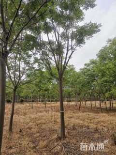 25公分黄山栾树