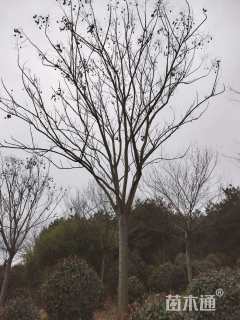 22公分黄山栾树
