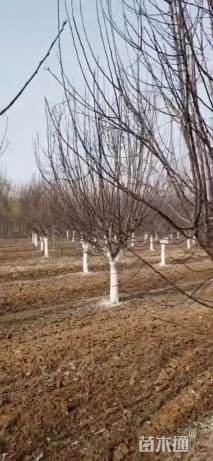 15公分绚丽海棠