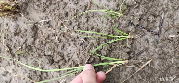 高度50厘米蒲苇