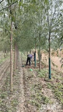 12公分青皮垂柳