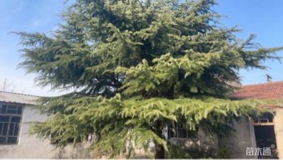 高度1200厘米雪松