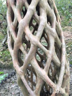 15公分造型紫薇