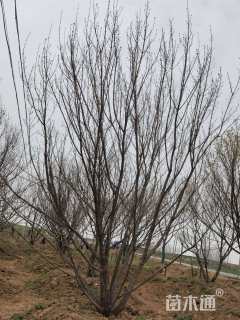 高度550厘米丛生元宝枫