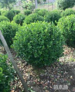 冠幅100厘米大叶黄杨球