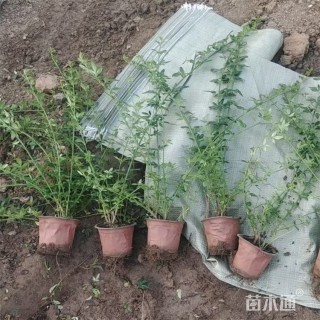 高度55厘米迎春花