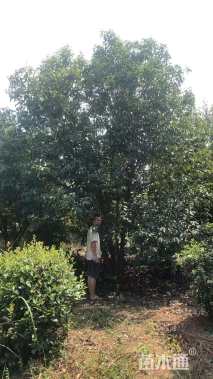 高度700厘米丛生大叶女贞