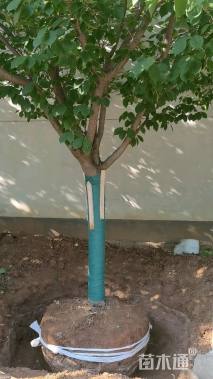 20公分日本晚樱