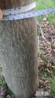 13公分日本红枫