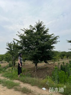 15公分染井吉野樱