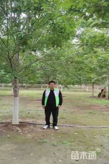 18公分美国红枫