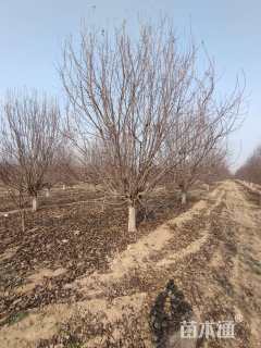 15公分绚丽海棠