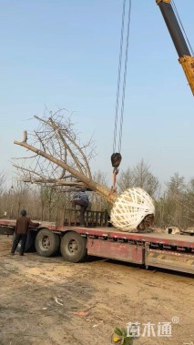 50公分嫁接银杏