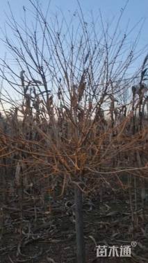 12公分矮杆金枝槐