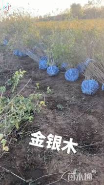 高度15厘米金银木