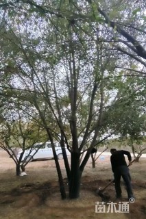 高度500厘米丛生白蜡