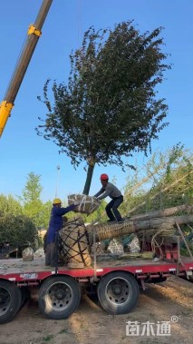 14公分北美海棠