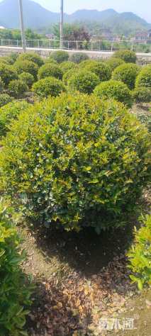 冠幅180厘米茶梅球