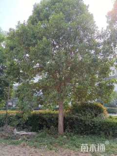 18公分大叶女贞