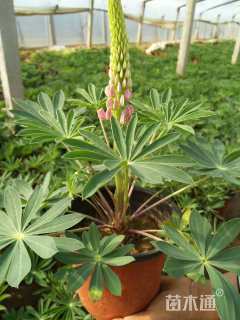 高度15厘米羽扇豆