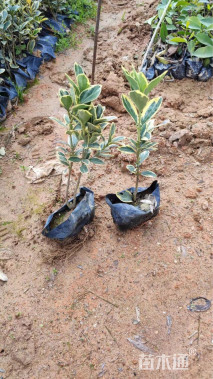 高度20厘米金边黄杨