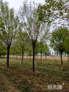 14公分速生白蜡