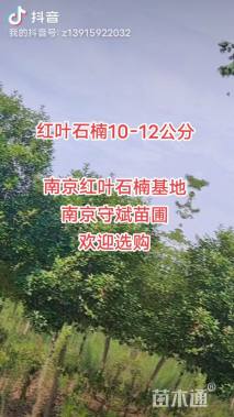 13公分红叶石楠
