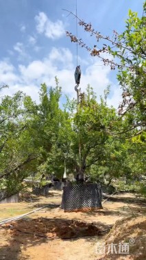 高度250厘米果石榴