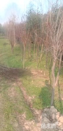 高度1500厘米密枝红叶李