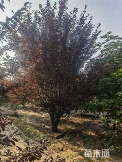 高度700厘米(5杆)丛生红