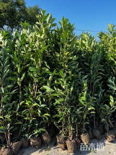 高度150厘米法国冬青