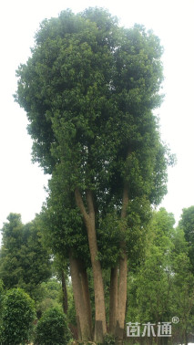 150公分多杆香樟