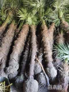 裸干高150厘米棕榈