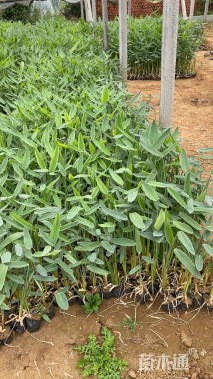 高度35厘米再力花