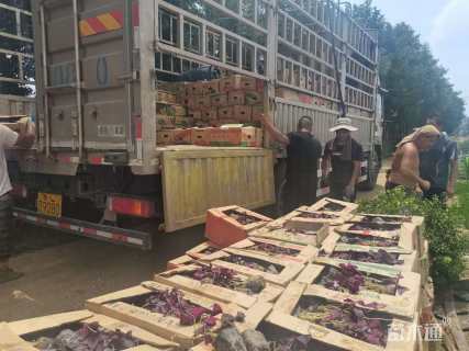 高度10厘米紫叶酢浆草