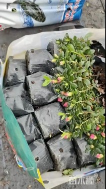 高度25厘米西洋杜鹃