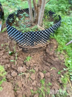 高度450厘米丛生紫薇