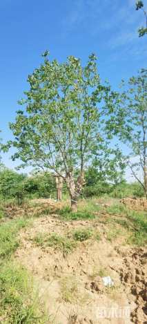 50公分丛生乌桕