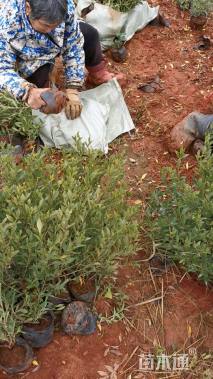 高度30厘米小叶栀子