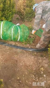 冠幅100厘米瓜子黄杨球