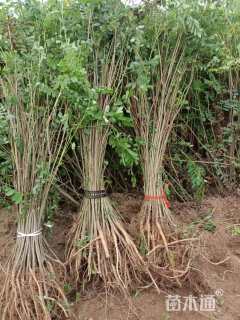 高度80厘米紫穗槐