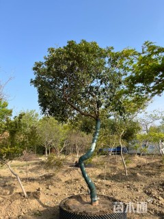 高度350厘米海桐