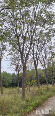 30公分黄山栾树