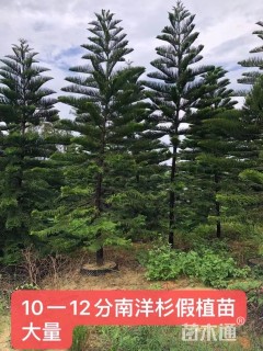 20公分南洋杉