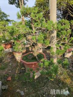 10公分造型黑松