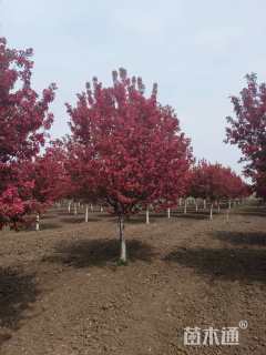 13公分绚丽海棠