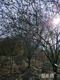 12公分西府海棠